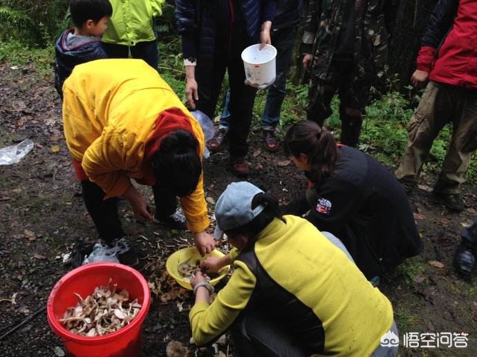 达人招募是什么意思_我的家乡有很多优质无污染的农产品资源，但无销路！我能有什么办法办帮助销