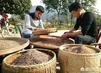 高素质农民培育工作的理解与建议怎么写  高素质农民培育工作的理解与建议怎么写